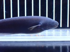 画像2: 【淡水魚】【通販】ドラゴンナイフフィッシュ【個体販売】(±13cm)(大型魚)(生体)(熱帯魚)NKO (2)