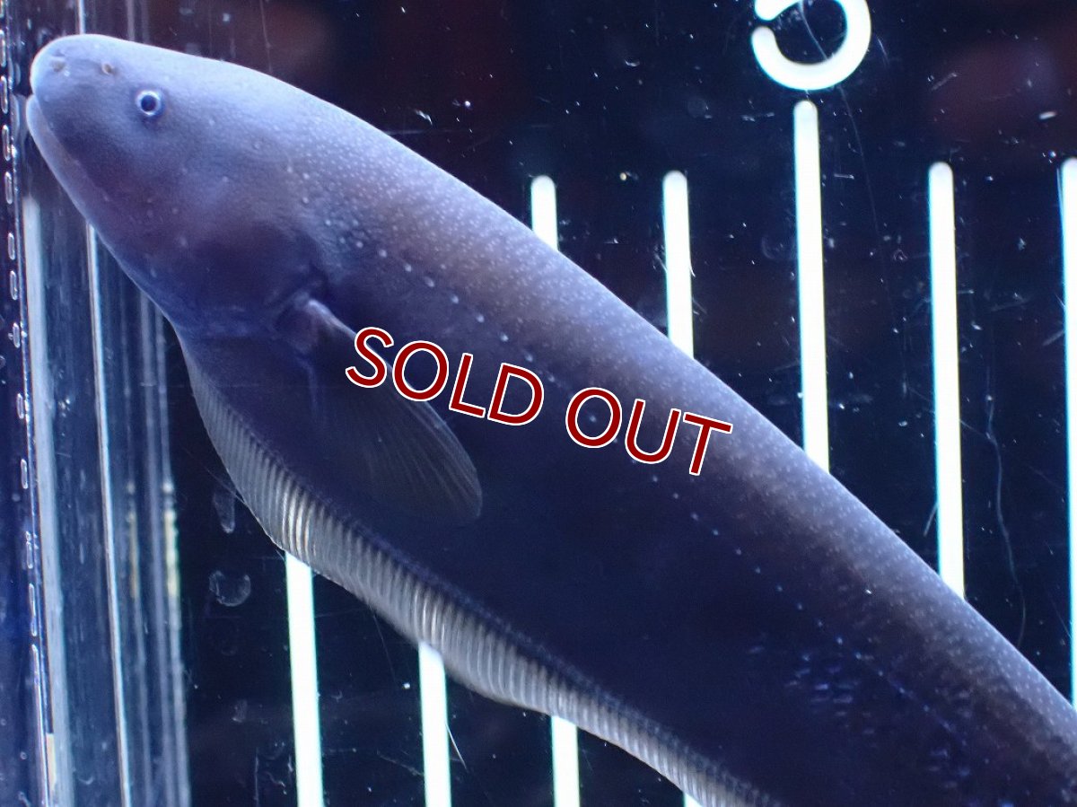 画像5: 【淡水魚】【通販】ドラゴンナイフフィッシュ【個体販売】(±13cm)(大型魚)(生体)(熱帯魚)NKO (5)