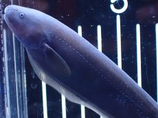 画像5: 【淡水魚】【通販】ドラゴンナイフフィッシュ【個体販売】(±13cm)(大型魚)(生体)(熱帯魚)NKO (5)