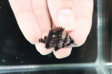 画像1: 【淡水魚】【通販】激安 No.E ダトニオリアルバンド ボルネオ産 ワイルド【個体販売】(±3.5cm)（大型魚）（生体）（熱帯魚）NKO (1)