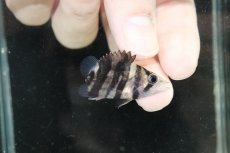 画像1: 【淡水魚】【通販】激レア ハートテールダトニオプラスワン ボルネオ産 ワイルド【個体販売】(±3.5cm)（大型魚）（生体）（熱帯魚）NKO (1)