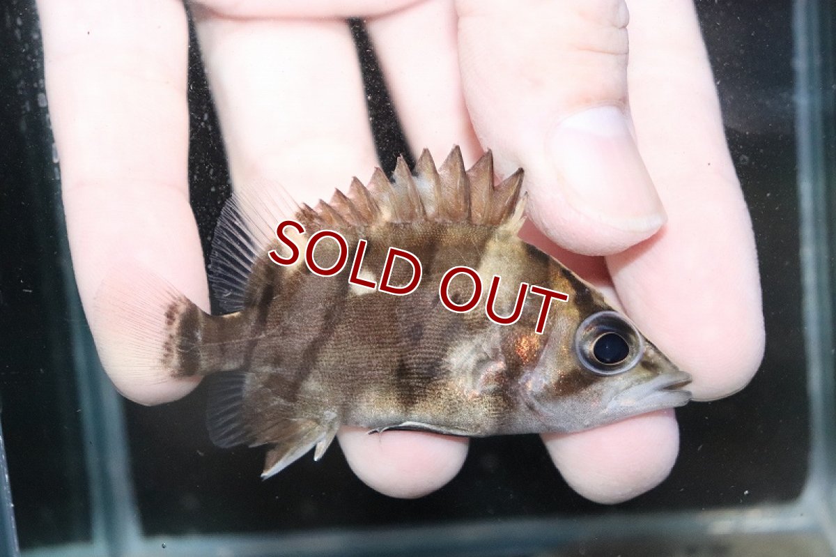 画像1: 【淡水魚】【通販】激安 No3 ダトニオリアルバンド ボルネオ産 ワイルド【個体販売】(±6.5cm)(大型魚)(生体)(熱帯魚)NKO (1)