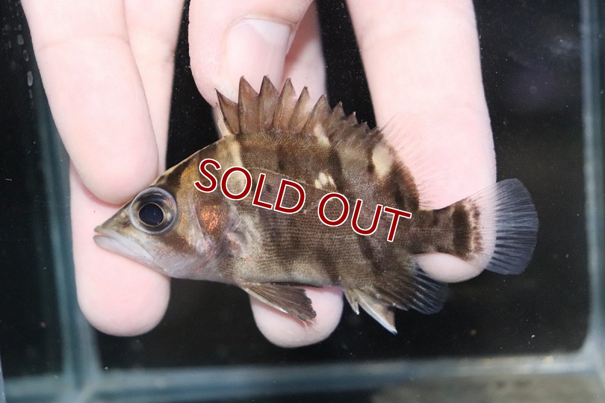 画像2: 【淡水魚】【通販】激安 No3 ダトニオリアルバンド ボルネオ産 ワイルド【個体販売】(±6.5cm)(大型魚)(生体)(熱帯魚)NKO (2)