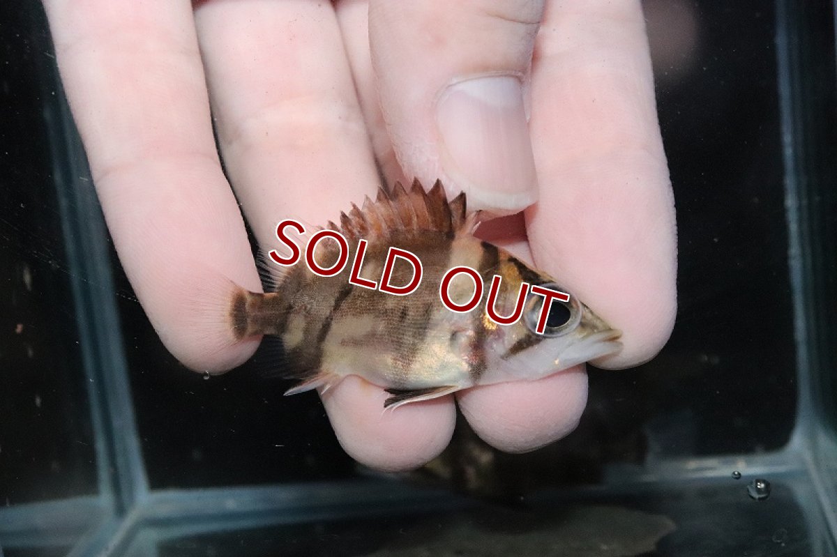 画像1: 【淡水魚】【通販】激安 No29 ダトニオリアルバンド ボルネオ産 ワイルド【個体販売】(±6cm)(大型魚)(生体)(熱帯魚)NKO (1)