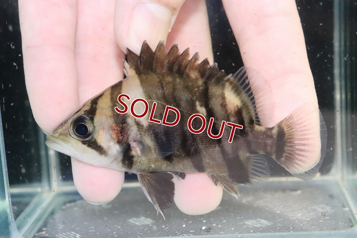 画像2: 【淡水魚】【通販】証明書付き  No8 スマトラタイガーダトニオ パレンバン産 ワイルド【個体販売】(±9cm)(大型魚(生体)(熱帯魚)NKO (2)