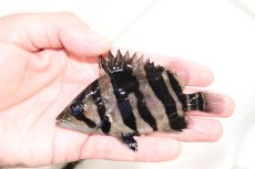 画像1: 【淡水魚】【通販】上物個体 証明書付き 左右対称 腹巻 フォークバンドスマトラタイガーダトニオ パレンバン産【個体販売】(生体)(熱帯魚)NKO (1)
