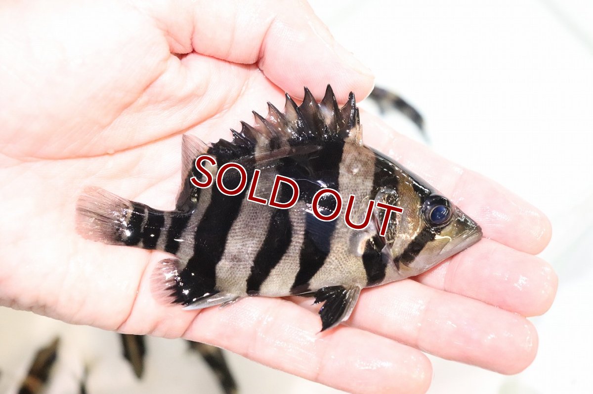 画像2: 【淡水魚】【通販】上物個体 証明書付き 左右対称 腹巻 フォークバンドスマトラタイガーダトニオ パレンバン産【個体販売】(生体)(熱帯魚)NKO (2)