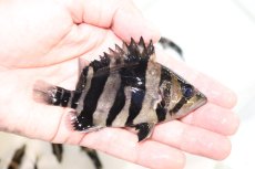 画像2: 【淡水魚】【通販】上物個体 証明書付き 左右対称 腹巻 フォークバンドスマトラタイガーダトニオ パレンバン産【個体販売】(生体)(熱帯魚)NKO (2)