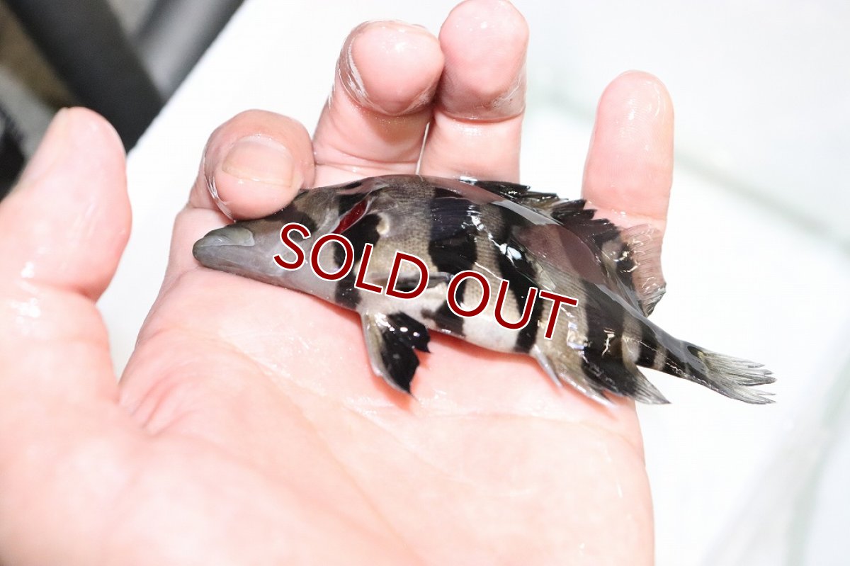 画像3: 【淡水魚】【通販】上物個体 証明書付き 左右対称 腹巻 フォークバンドスマトラタイガーダトニオ パレンバン産【個体販売】(生体)(熱帯魚)NKO (3)