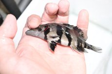 画像3: 【淡水魚】【通販】上物個体 証明書付き 左右対称 腹巻 フォークバンドスマトラタイガーダトニオ パレンバン産【個体販売】(生体)(熱帯魚)NKO (3)
