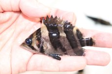 画像1: 【淡水魚】【通販】証明書付き 左右対称 腹巻 フォークバンドスマトラタイガーダトニオ パレンバン産【個体販売】(生体)(熱帯魚)NKO (1)