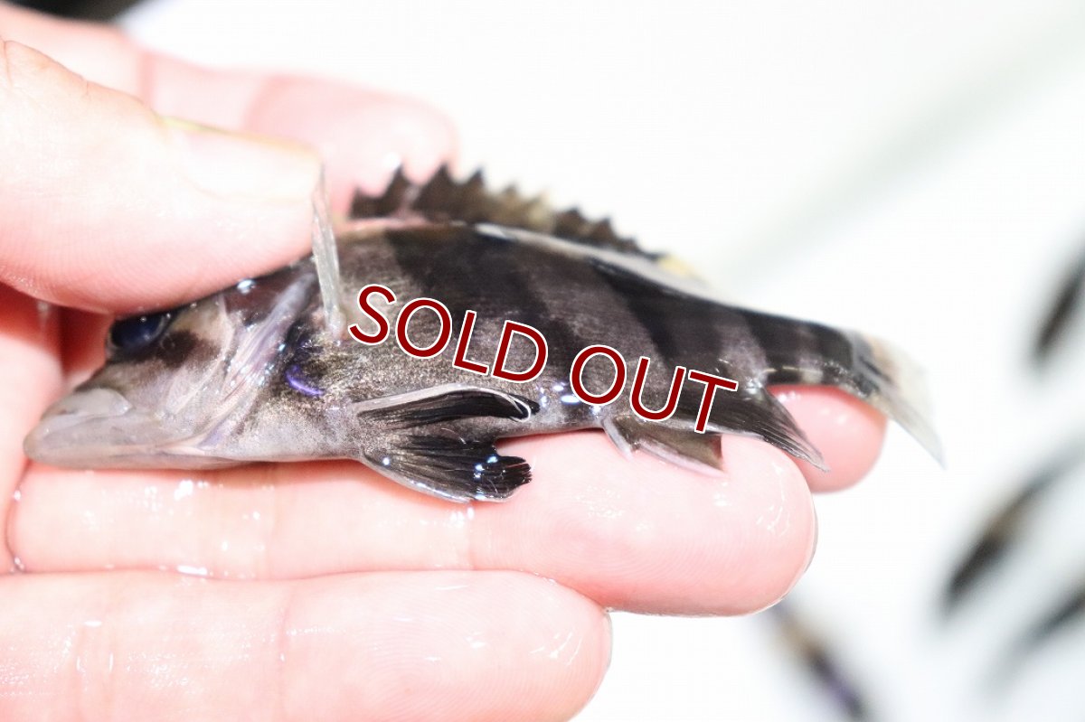 画像3: 【淡水魚】【通販】証明書付き 左右対称 腹巻 フォークバンドスマトラタイガーダトニオ パレンバン産【個体販売】(生体)(熱帯魚)NKO (3)