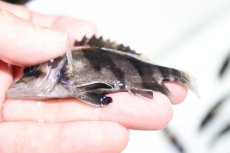 画像3: 【淡水魚】【通販】証明書付き 左右対称 腹巻 フォークバンドスマトラタイガーダトニオ パレンバン産【個体販売】(生体)(熱帯魚)NKO (3)