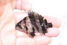 画像1: 【淡水魚】【通販】上物個体 証明書付き 左右対称 腹巻 フォークバンドスマトラタイガーダトニオ パレンバン産【個体販売】(生体)(熱帯魚)NKO (1)