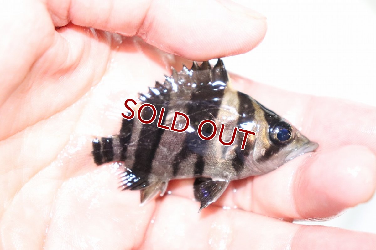 画像2: 【淡水魚】【通販】上物個体 証明書付き 左右対称 腹巻 フォークバンドスマトラタイガーダトニオ パレンバン産【個体販売】(生体)(熱帯魚)NKO (2)