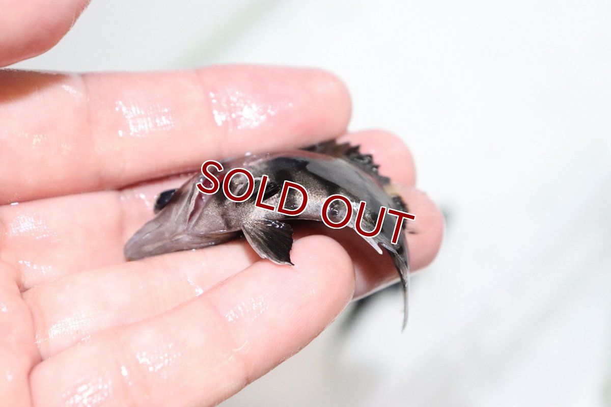 画像3: 【淡水魚】【通販】上物個体 証明書付き 左右対称 腹巻 フォークバンドスマトラタイガーダトニオ パレンバン産【個体販売】(生体)(熱帯魚)NKO (3)