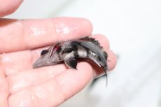 画像3: 【淡水魚】【通販】上物個体 証明書付き 左右対称 腹巻 フォークバンドスマトラタイガーダトニオ パレンバン産【個体販売】(生体)(熱帯魚)NKO (3)