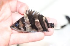 画像1: 【淡水魚】【通販】左右対称 フォークバンドスマトラタイガーダトニオ パレンバン産【個体販売】(生体)(熱帯魚)NKO (1)