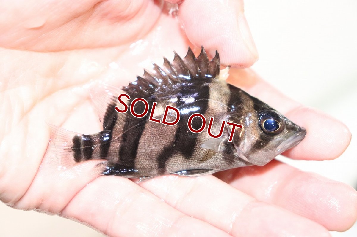 画像2: 【淡水魚】【通販】左右対称 フォークバンドスマトラタイガーダトニオ パレンバン産【個体販売】(生体)(熱帯魚)NKO (2)