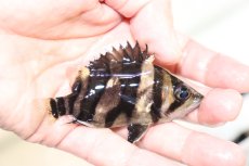 画像1: 【淡水魚】【通販】上物個体 証明書付き 左右対称 腹巻 フォークバンドスマトラタイガーダトニオ パレンバン産【個体販売】(生体)(熱帯魚)NKO (1)