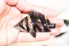画像2: 【淡水魚】【通販】上物個体 証明書付き 左右対称 腹巻 フォークバンドスマトラタイガーダトニオ パレンバン産【個体販売】(生体)(熱帯魚)NKO (2)