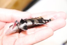 画像3: 【淡水魚】【通販】上物個体 証明書付き 左右対称 腹巻 フォークバンドスマトラタイガーダトニオ パレンバン産【個体販売】(生体)(熱帯魚)NKO (3)