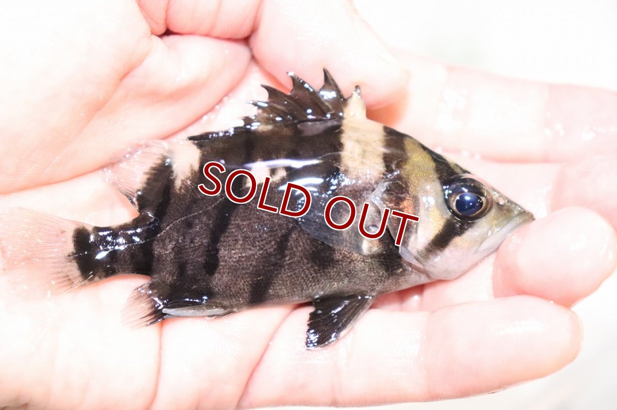画像2: 【淡水魚】【通販】証明書付き 左右対称 腹巻 フォークバンドスマトラタイガーダトニオ パレンバン産【個体販売】(生体)(熱帯魚)NKO (2)