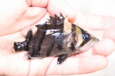 画像2: 【淡水魚】【通販】証明書付き 左右対称 腹巻 フォークバンドスマトラタイガーダトニオ パレンバン産【個体販売】(生体)(熱帯魚)NKO (2)