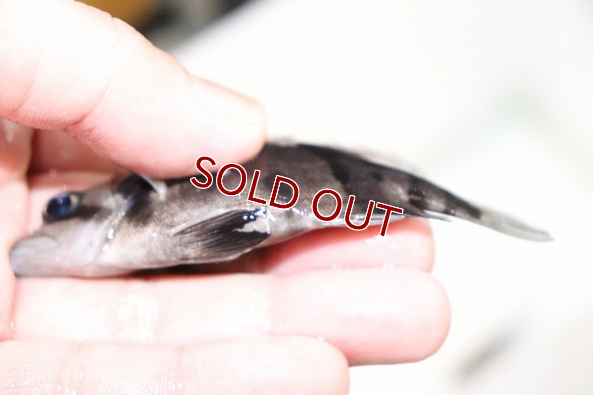 画像3: 【淡水魚】【通販】証明書付き 左右対称 腹巻 フォークバンドスマトラタイガーダトニオ パレンバン産【個体販売】(生体)(熱帯魚)NKO (3)