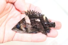 画像1: 【淡水魚】【通販】証明書付き 左右対称 フォークバンドスマトラタイガーダトニオ パレンバン産【個体販売】(生体)(熱帯魚)NKO (1)