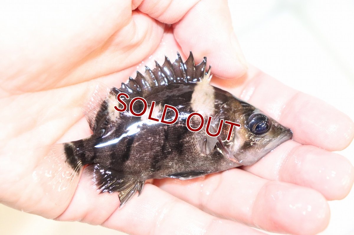 画像2: 【淡水魚】【通販】証明書付き 左右対称 フォークバンドスマトラタイガーダトニオ パレンバン産【個体販売】(生体)(熱帯魚)NKO (2)