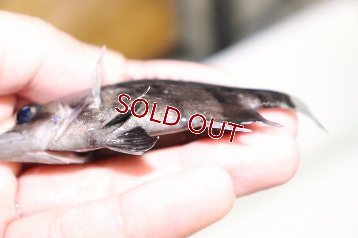 画像3: 【淡水魚】【通販】証明書付き 左右対称 フォークバンドスマトラタイガーダトニオ パレンバン産【個体販売】(生体)(熱帯魚)NKO (3)