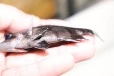 画像3: 【淡水魚】【通販】証明書付き 左右対称 フォークバンドスマトラタイガーダトニオ パレンバン産【個体販売】(生体)(熱帯魚)NKO (3)