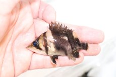 画像1: 【淡水魚】【通販】証明書付き 左右対称 フォークバンドスマトラタイガーダトニオ パレンバン産【個体販売】(生体)(熱帯魚)NKO (1)
