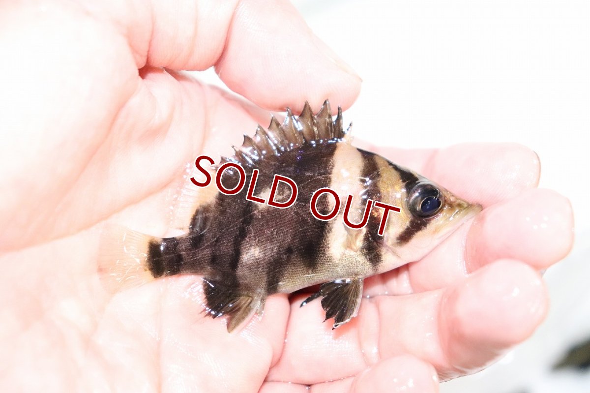 画像2: 【淡水魚】【通販】証明書付き 左右対称 フォークバンドスマトラタイガーダトニオ パレンバン産【個体販売】(生体)(熱帯魚)NKO (2)