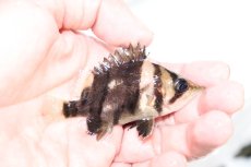 画像2: 【淡水魚】【通販】証明書付き 左右対称 フォークバンドスマトラタイガーダトニオ パレンバン産【個体販売】(生体)(熱帯魚)NKO (2)