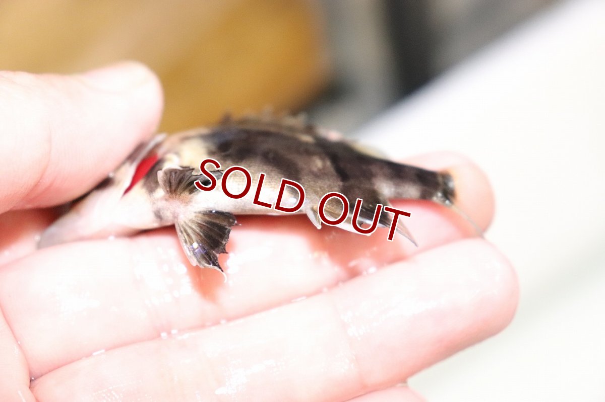 画像3: 【淡水魚】【通販】証明書付き 左右対称 フォークバンドスマトラタイガーダトニオ パレンバン産【個体販売】(生体)(熱帯魚)NKO (3)