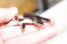画像3: 【淡水魚】【通販】証明書付き 左右対称 フォークバンドスマトラタイガーダトニオ パレンバン産【個体販売】(生体)(熱帯魚)NKO (3)