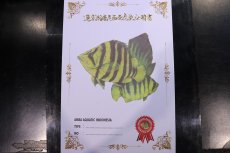 画像4: 【淡水魚】【通販】証明書付き 左右対称 フォークバンドスマトラタイガーダトニオ パレンバン産【個体販売】(生体)(熱帯魚)NKO (4)