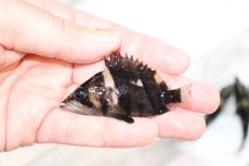 画像1: 【淡水魚】【通販】証明書付き フォークバンドスマトラタイガーダトニオ パレンバン産【個体販売】(生体)(熱帯魚)NKO (1)