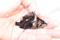 画像2: 【淡水魚】【通販】証明書付き フォークバンドスマトラタイガーダトニオ パレンバン産【個体販売】(生体)(熱帯魚)NKO (2)