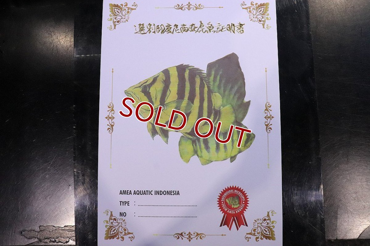 画像3: 【淡水魚】【通販】証明書付き フォークバンドスマトラタイガーダトニオ パレンバン産【個体販売】(生体)(熱帯魚)NKO (3)