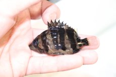 画像1: 【淡水魚】【通販】証明書付き 左右対称イレギュラーバンド フォークバンドスマトラタイガーダトニオ パレンバン産【個体販売(生体)(熱帯魚)NKO (1)