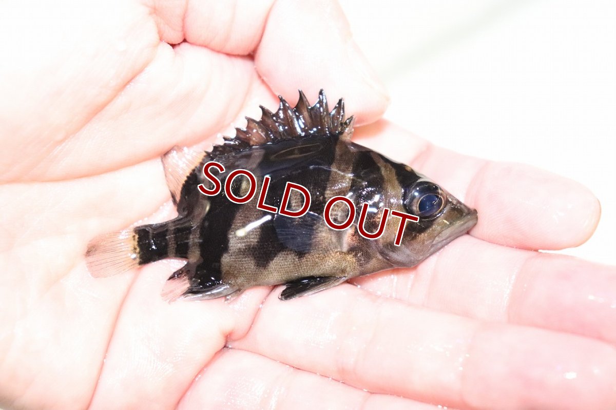 画像2: 【淡水魚】【通販】証明書付き 左右対称イレギュラーバンド フォークバンドスマトラタイガーダトニオ パレンバン産【個体販売(生体)(熱帯魚)NKO (2)