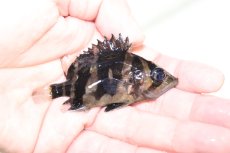 画像2: 【淡水魚】【通販】証明書付き 左右対称イレギュラーバンド フォークバンドスマトラタイガーダトニオ パレンバン産【個体販売(生体)(熱帯魚)NKO (2)