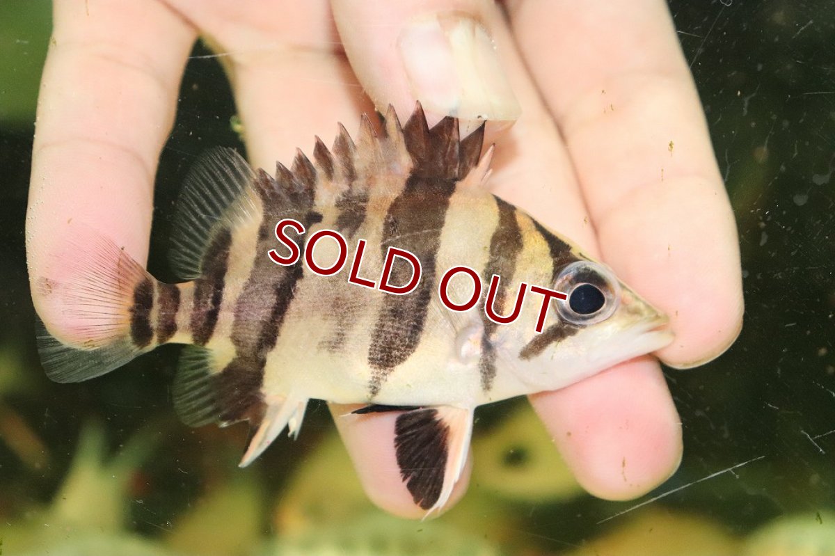 画像1: 【淡水魚】【通販】No1 ダトニオリアルバンド ボルネオ産 ワイルド【個体販売】(±9cm)(大型魚)(生体)(熱帯魚)NKO (1)