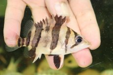 画像1: 【淡水魚】【通販】No1 ダトニオリアルバンド ボルネオ産 ワイルド【個体販売】(±9cm)(大型魚)(生体)(熱帯魚)NKO (1)
