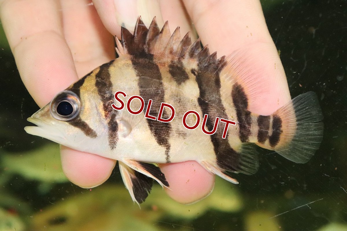 画像2: 【淡水魚】【通販】No1 ダトニオリアルバンド ボルネオ産 ワイルド【個体販売】(±9cm)(大型魚)(生体)(熱帯魚)NKO (2)