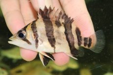 画像2: 【淡水魚】【通販】No1 ダトニオリアルバンド ボルネオ産 ワイルド【個体販売】(±9cm)(大型魚)(生体)(熱帯魚)NKO (2)