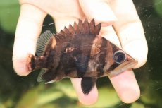 画像1: 【淡水魚】【通販】No2 ダトニオリアルバンド ボルネオ産 ワイルド【個体販売】(±9cm)(大型魚)(生体)(熱帯魚)NKO (1)